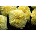 Garden Roses - Lemon Pompom